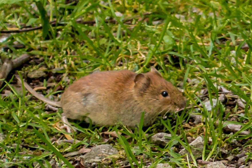 Die Kleine Feldmaus Fotoblog Von Kleigafo De